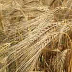 Ears of wheat close up