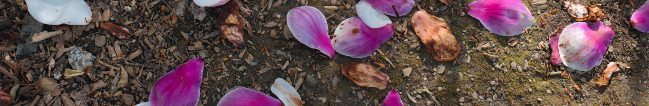 Pink petals on the ground