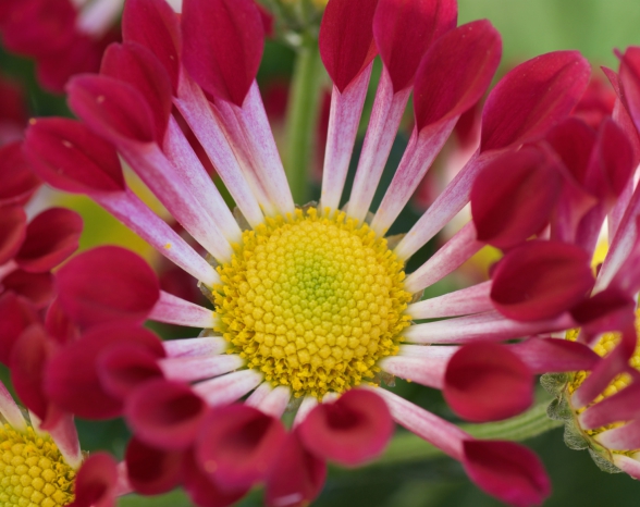 Bright red flower