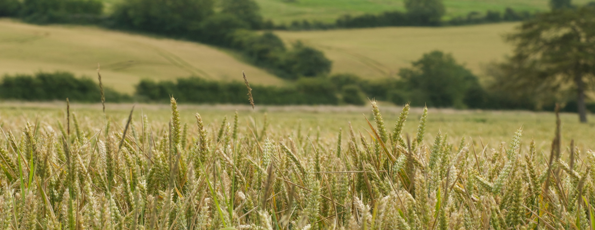 Field of wheat